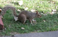 Squirrel