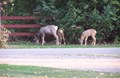 Mule Deer Doe