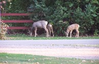 Mule Deer Doe