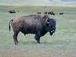 National Bison Range Photo