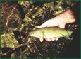 World-Class Fishing Photo