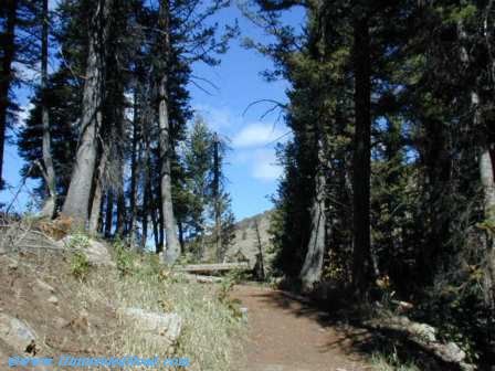 Old Limber Pine Trail