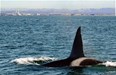 Blue Ocean Whale Watch Photo
