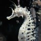 Monterey Bay Aquarium Photo