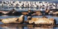 Elkhorn Slough Safari Photo