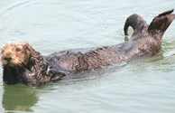 Oscar the Otter