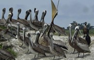 Hungry Pelicans
