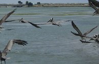 Pelicans in Flight