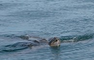 Sea Turtle - 6 ft long, over 100 yrs old!