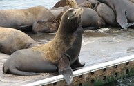 Sea Lion Pup