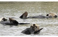 Ain't Life Great! sea otters
