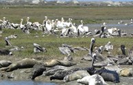 Brown Pelicans 7 ft wingspan, White 9 ft!