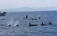 Orcas