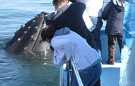 Humpback Whale