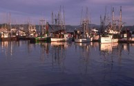 Boats in the Harbor