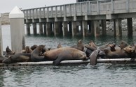 A rare sight on our north harbor pier.
