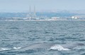 Blue Whale near the Moss Landing Harbor entrance
