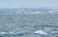 Blue Whale near the Moss Landing Harbor entrance