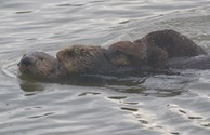 Happy Otter family