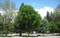 Mt Shasta City KOA provides comfort with plenty of shade