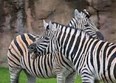Waccatee Zoological Farm Photo