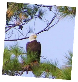 Seasonal Guest