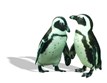 Mystic Aquarium and Institute for Exploration Photo