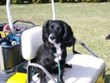 June 8 - 10  Pets are GREAT!! Photo
