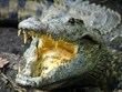 Gators and Crocs Photo