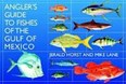 Gulf of Mexico Photo