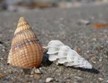 Island Shelling Photo