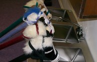 Preparing the horses for the big race