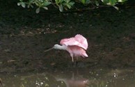 Fantastic Bird Watching