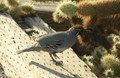Quail