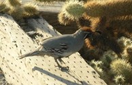 Quail
