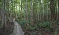 Croatan National Forest Photo