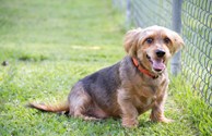 Your 4 legged host "Chopper"