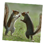 March 30-31:  Wake up the Squirrels Weekend Photo