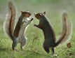 March 30-31:  Wake up the Squirrels Weekend Photo