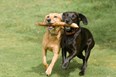 August 17-18 Going to the Dogs Weekend Photo