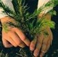April 27-29 Going Green Arbor Day Celebration Photo