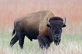 Neal Smith National Wildlife Refuge Photo