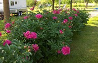Peonies in the springtime at Newton KOA.