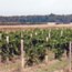 Niagara Wine Trail Photo