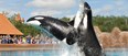 Marineland Theme Park Photo
