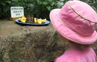 Visit the Butterfly Conservatory