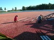 Cranberry Company Public Harvest Day Photo