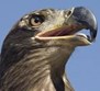 Arnold's Wildlife Rehabilitation Center Photo
