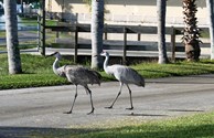 A couple of the local residents