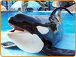 Seaworld (30 minutes) Photo